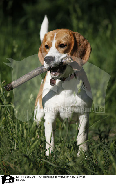 Beagle / Beagle / RR-35826