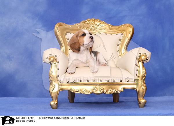 Beagle Welpe / Beagle Puppy / JH-11784