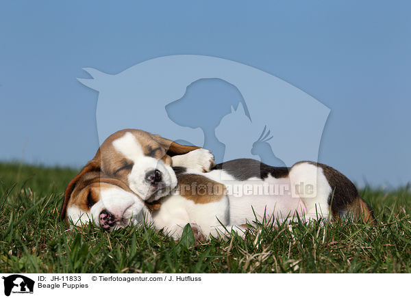 Beagle Puppies / JH-11833