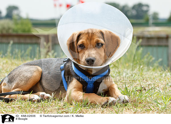 kranker Beagle / ill Beagle / KMI-02606