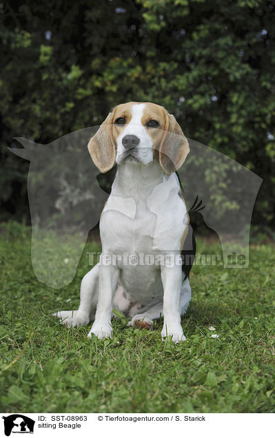 sitzender Beagle / sitting Beagle / SST-08963