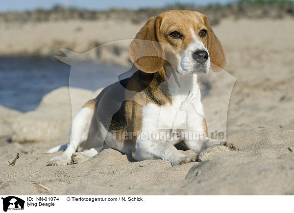 liegender Beagle / lying Beagle / NN-01074