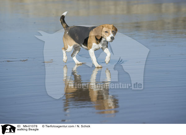 laufender Beagle / walking Beagle / NN-01078