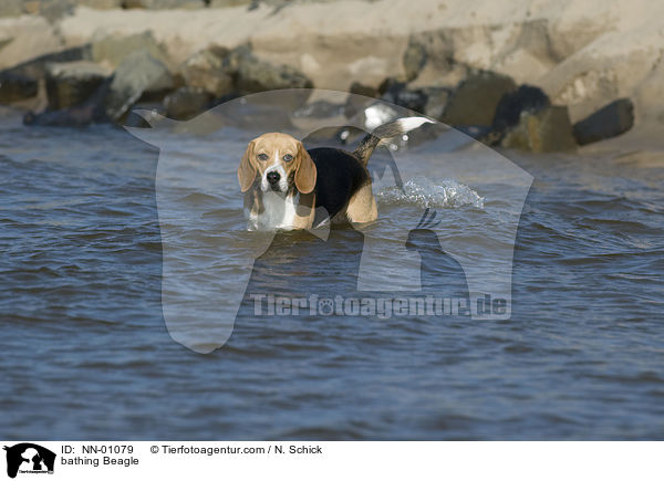 badender Beagle / bathing Beagle / NN-01079