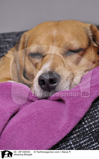 schlafender Beagle / sleeping Beagle / AP-09530