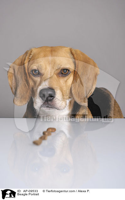 Beagle Portrait / Beagle Portrait / AP-09533