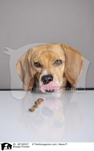 Beagle Portrait / Beagle Portrait / AP-09537