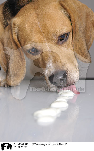 fressender Beagle / eating Beagle / AP-09542