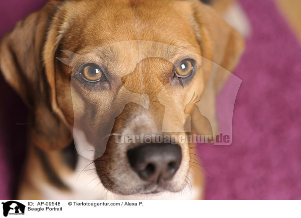 Beagle Portrait / Beagle Portrait / AP-09548