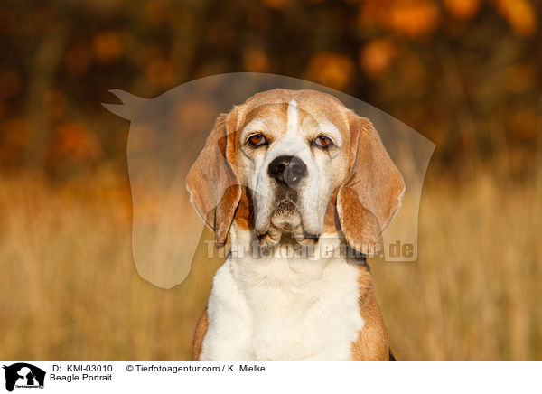 Beagle Portrait / Beagle Portrait / KMI-03010