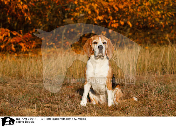 sitzender Beagle / sitting Beagle / KMI-03011