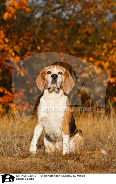 sitzender Beagle / sitting Beagle / KMI-03012