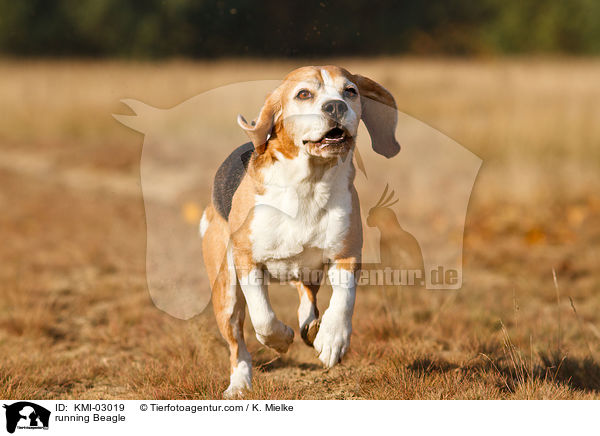 rennender Beagle / running Beagle / KMI-03019