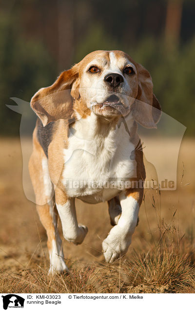 rennender Beagle / running Beagle / KMI-03023