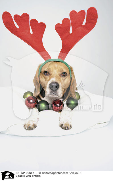 Beagle mit Geweih / Beagle with antlers / AP-09666