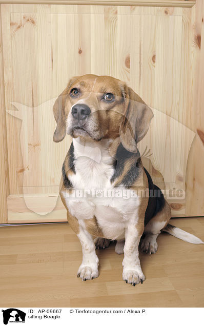 sitzender Beagle / sitting Beagle / AP-09667