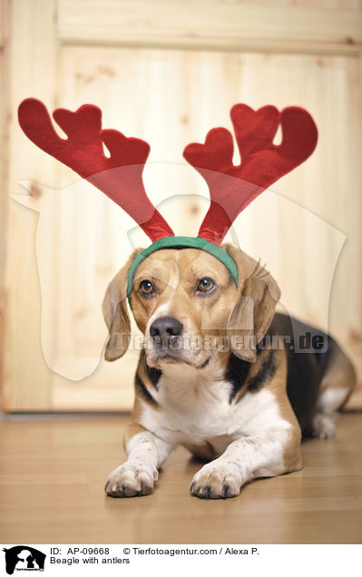 Beagle mit Geweih / Beagle with antlers / AP-09668