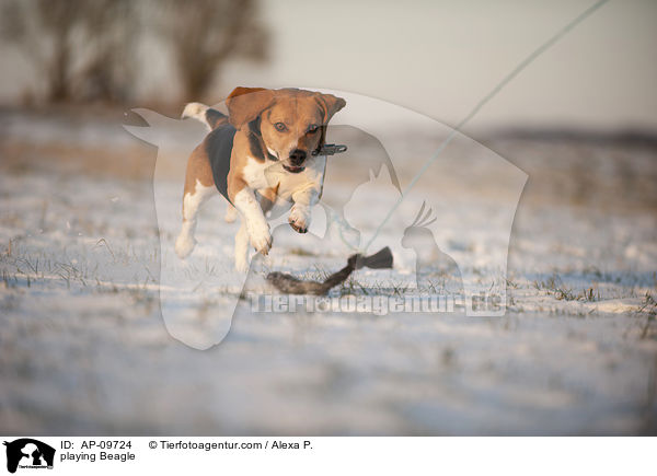 spielender Beagle / playing Beagle / AP-09724