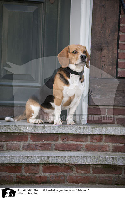 sitzender Beagle / sitting Beagle / AP-10504