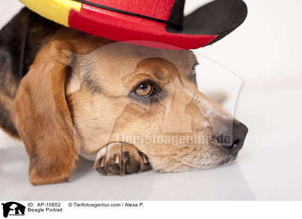 Beagle Portrait / Beagle Portrait / AP-10852
