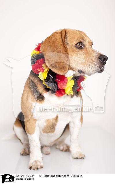 sitzender Beagle / sitting Beagle / AP-10854
