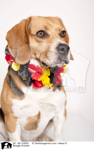 Beagle Portrait / Beagle Portrait / AP-10855