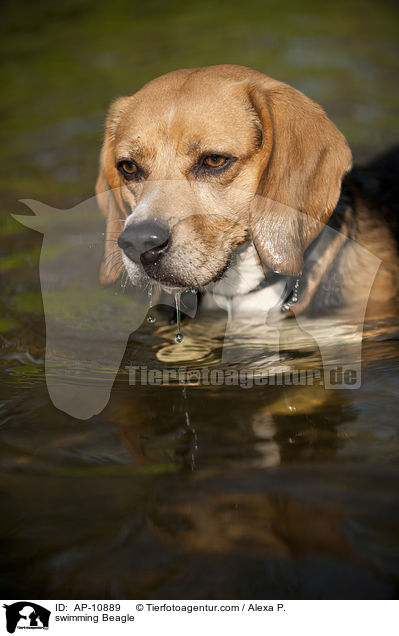 schwimmender Beagle / swimming Beagle / AP-10889