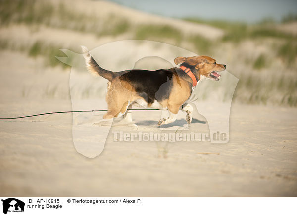 rennender Beagle / running Beagle / AP-10915