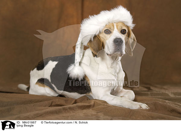 liegender Beagle / lying Beagle / NN-01867