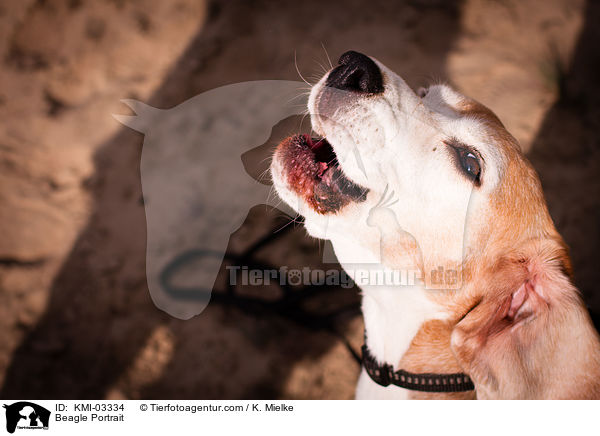 Beagle Portrait / Beagle Portrait / KMI-03334