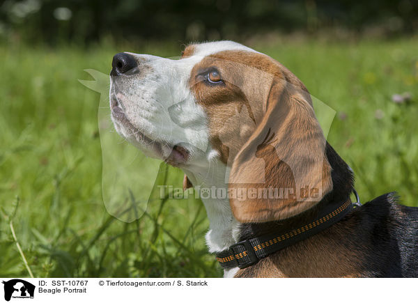 Beagle Portrait / Beagle Portrait / SST-10767