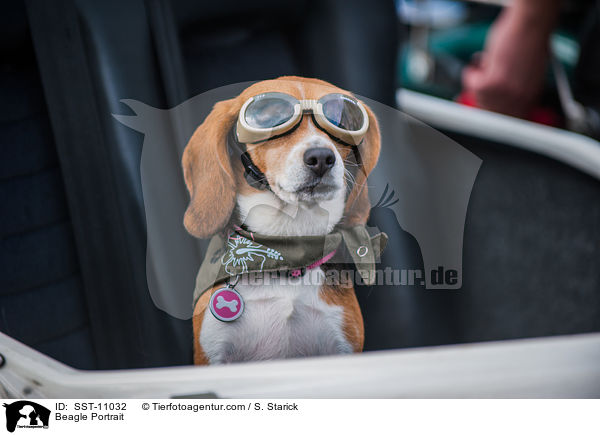 Beagle Portrait / Beagle Portrait / SST-11032