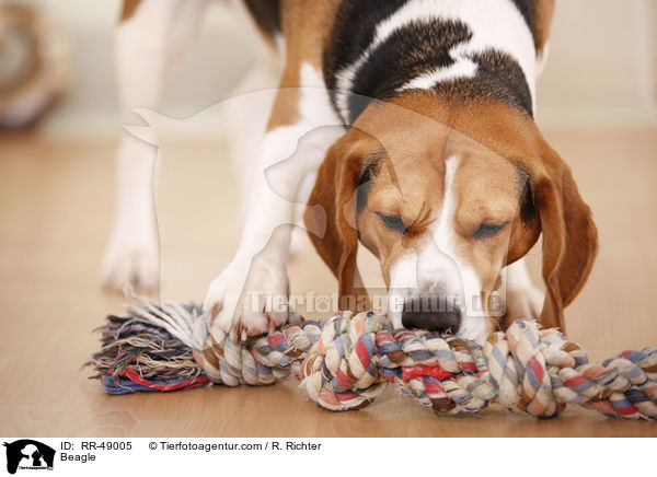 Beagle / Beagle / RR-49005