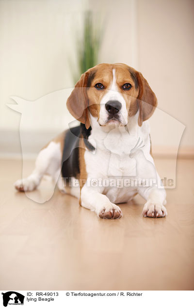 liegender Beagle / lying Beagle / RR-49013