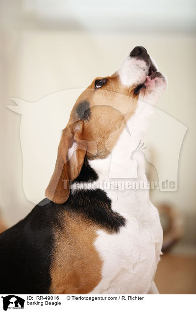 bellender Beagle / barking Beagle / RR-49016