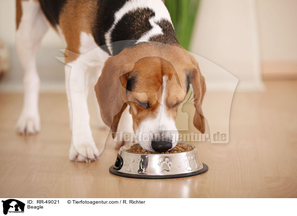 Beagle / Beagle / RR-49021