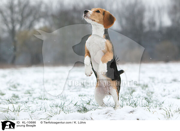 junger Beagle / young Beagle / KL-10686