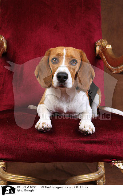 liegender Beagle / lying Beagle / KL-11651