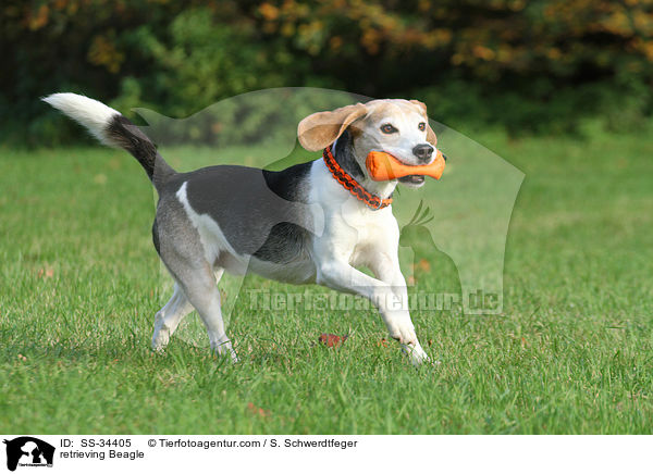 apportierender Beagle / retrieving Beagle / SS-34405