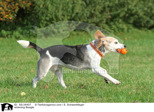 apportierender Beagle / retrieving Beagle / SS-34407