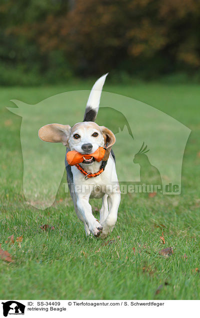 apportierender Beagle / retrieving Beagle / SS-34409