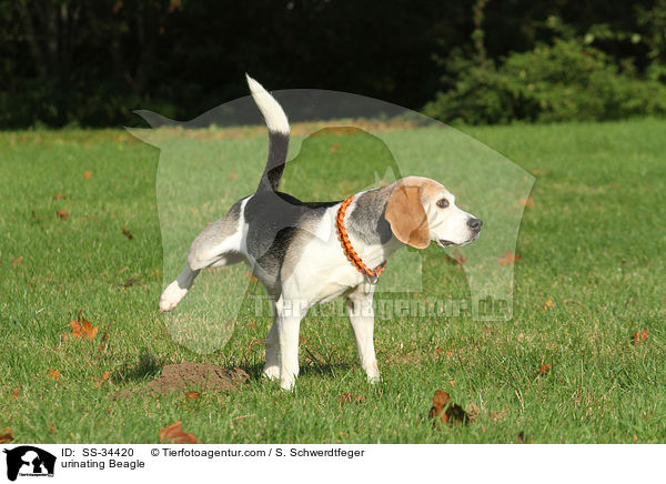 markierender Beagle / urinating Beagle / SS-34420