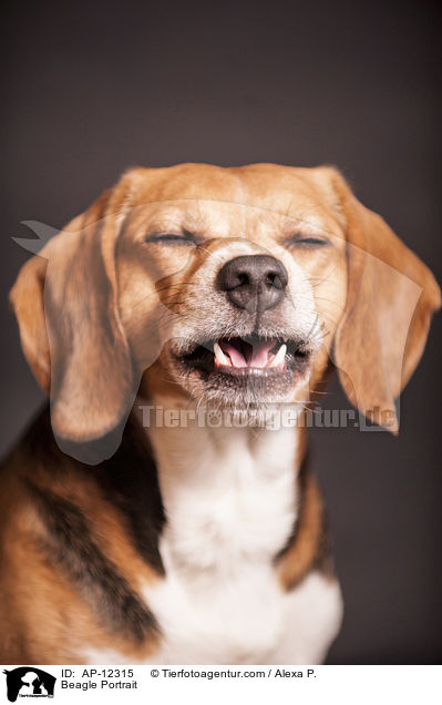 Beagle Portrait / Beagle Portrait / AP-12315