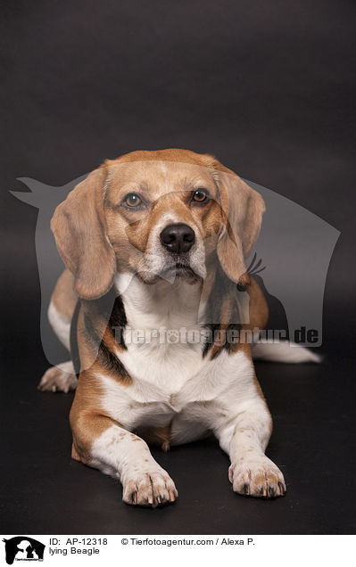lying Beagle / AP-12318