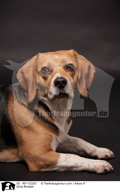 lying Beagle / AP-12320