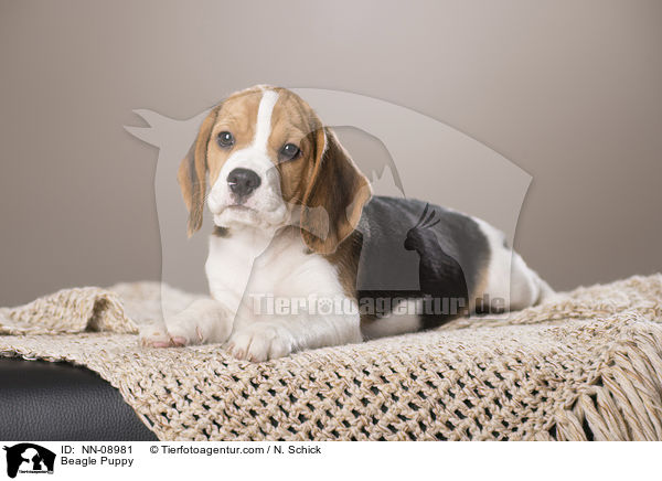 Beagle Welpe / Beagle Puppy / NN-08981