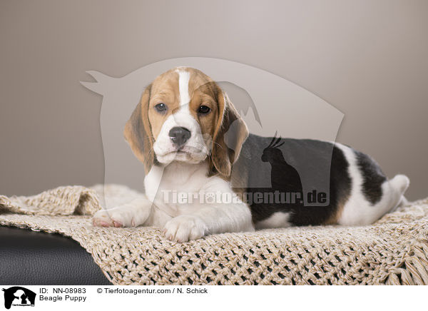 Beagle Puppy / NN-08983