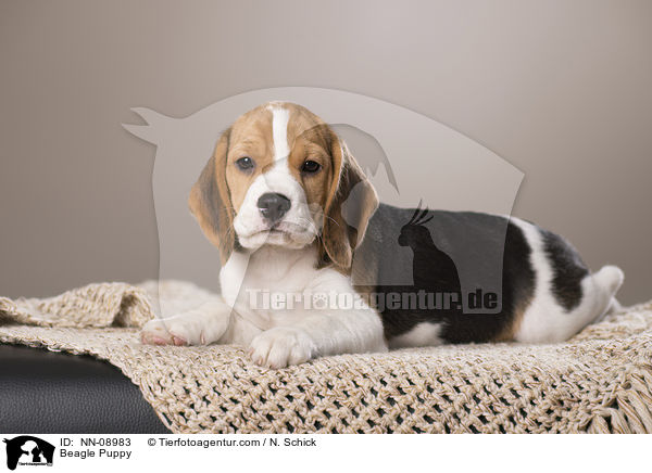 Beagle Welpe / Beagle Puppy / NN-08983
