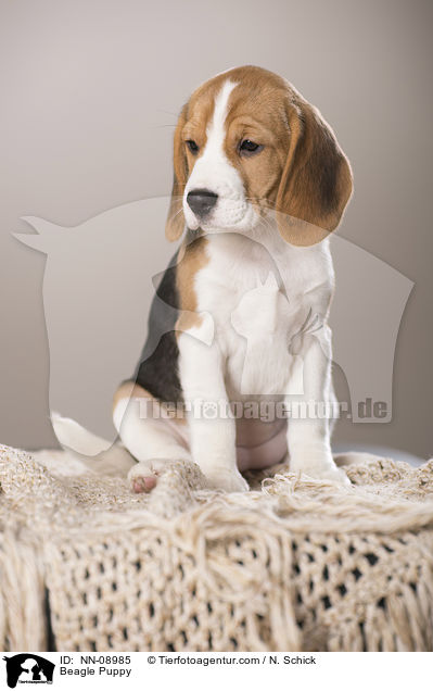 Beagle Welpe / Beagle Puppy / NN-08985