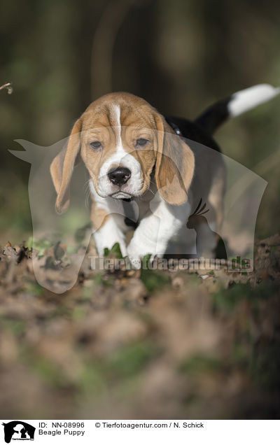 Beagle Puppy / NN-08996
